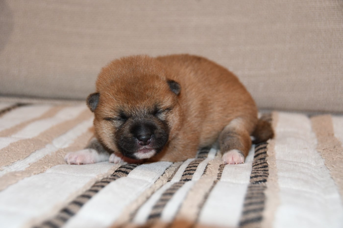 CHIOT 1 - Shiba