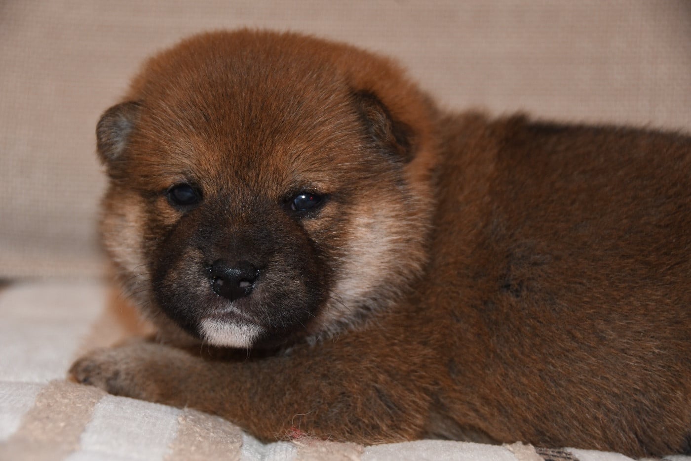 CHIOT 1 - Shiba
