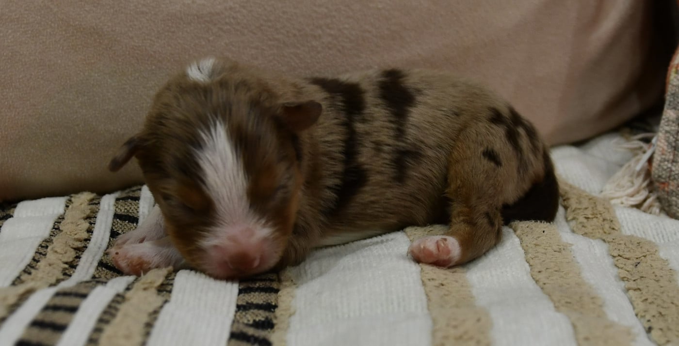 Bohème - Berger Américain Miniature