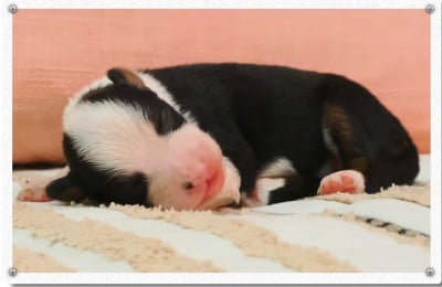 Les chiots de Berger Américain Miniature 