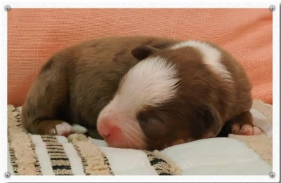 Les chiots de Berger Américain Miniature 