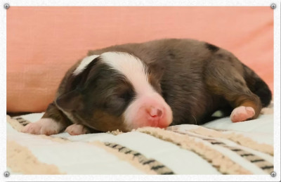 Les chiots de Berger Américain Miniature 