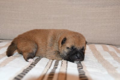 Les chiots de Shiba