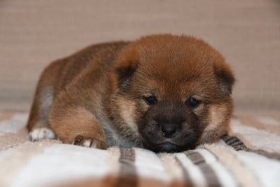 Les chiots de Shiba
