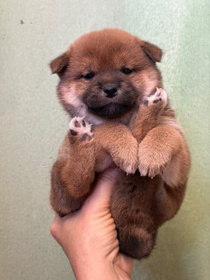Les chiots de Shiba