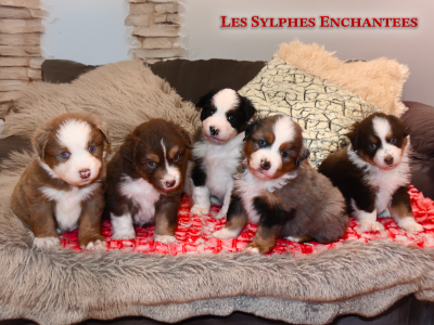 Les chiots de Berger Américain Miniature 