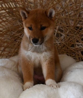 Les chiots de Shiba
