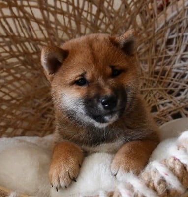 Les chiots de Shiba