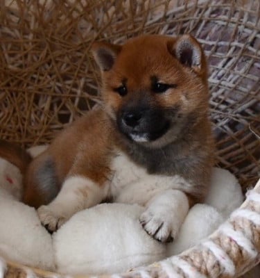 Les chiots de Shiba