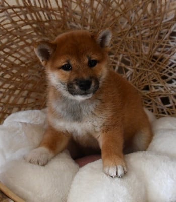 Les chiots de Shiba