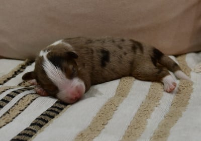 Byron - Berger Américain Miniature