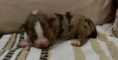 Bohème - Berger Américain Miniature