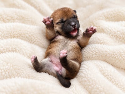 Les chiots de Shiba