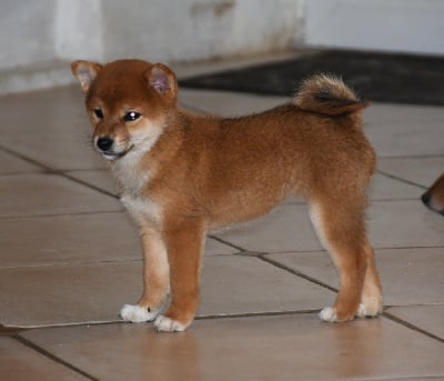 Les chiots de Shiba