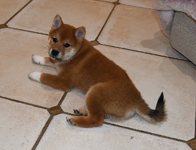 Les chiots de Shiba