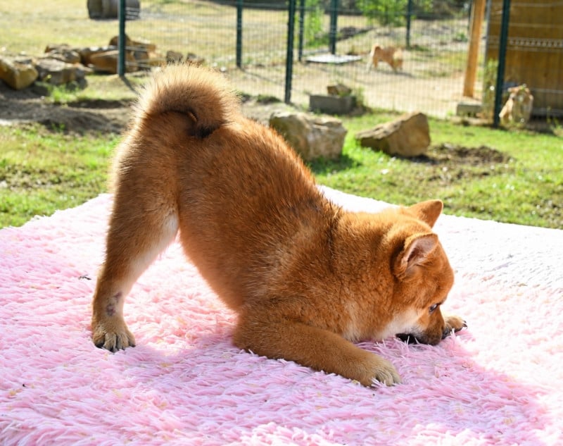 Shiba - des sylphes enchantées