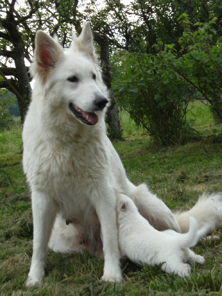 Publication : du manoir de la roche blanche