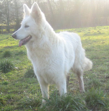 Publication : du manoir de la roche blanche