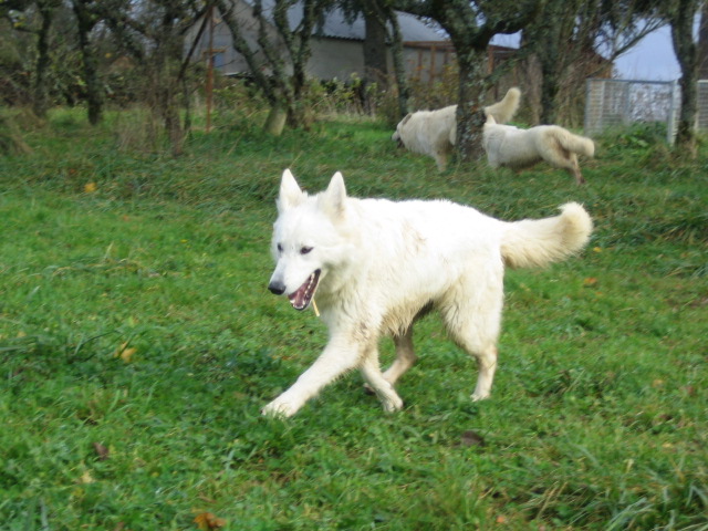 Publication : du manoir de la roche blanche