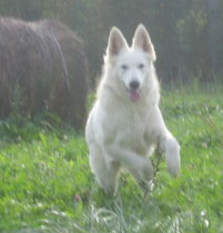 Publication : du manoir de la roche blanche