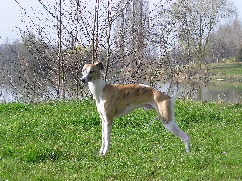 CH. Alpha de la fulminante