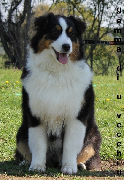 Gemma di u Vecchiu - très prometteur