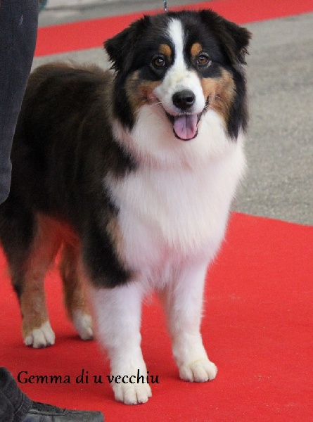 Gemma di u Vecchiu - 7 ème excellent