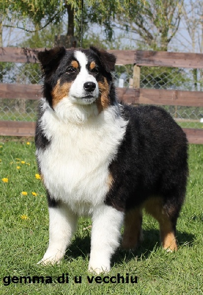 Gemma di u Vecchiu - excellent