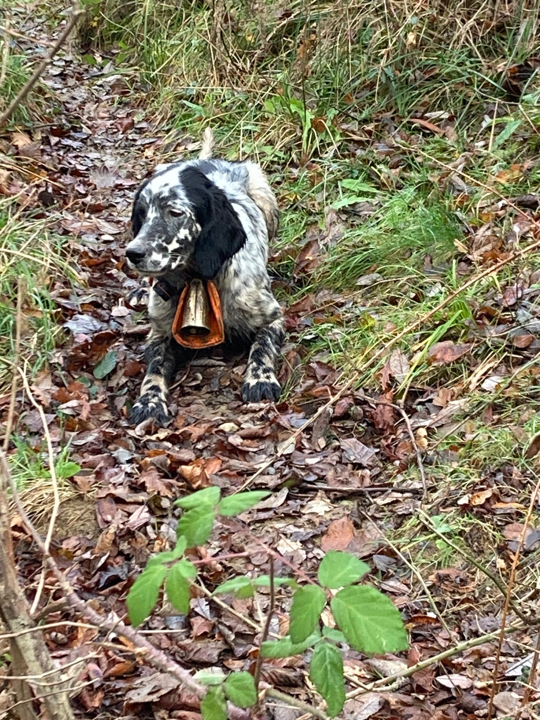 Sya du moulin de la Gaou