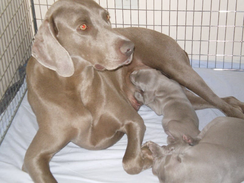 Publication : du Puits Carré