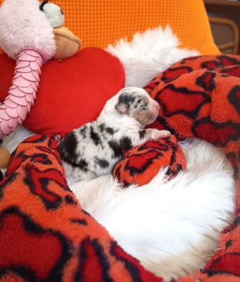 Les chiots de Berger Australien