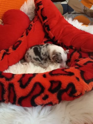 Les chiots de Berger Australien