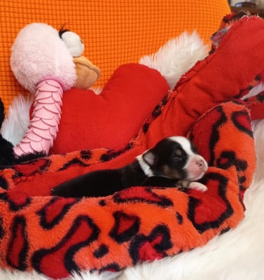 Les chiots de Berger Australien