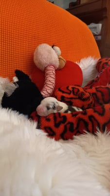 Les chiots de Berger Australien