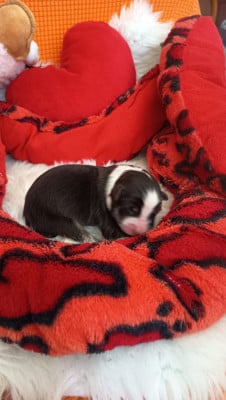 Les chiots de Berger Australien