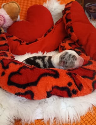 Les chiots de Berger Australien