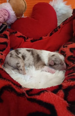 Les chiots de Berger Australien