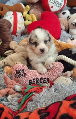 Les chiots de Berger Australien