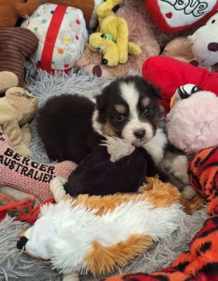 Les chiots de Berger Australien