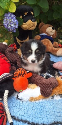Les chiots de Berger Australien