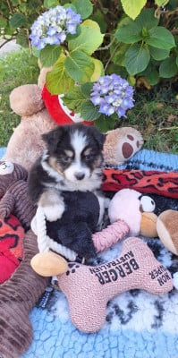 Les chiots de Berger Australien