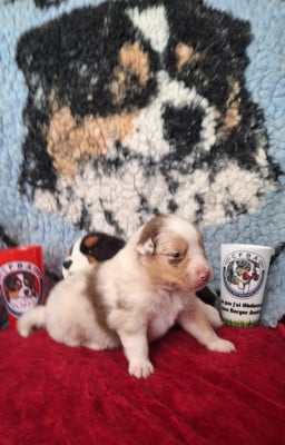 Les chiots de Berger Australien