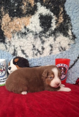 Les chiots de Berger Australien