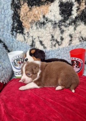 Les chiots de Berger Australien