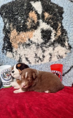 Les chiots de Berger Australien