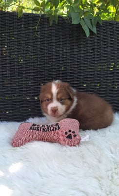 Les chiots de Berger Australien