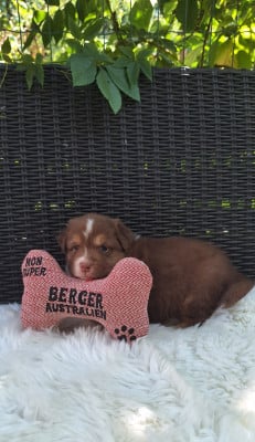 Les chiots de Berger Australien