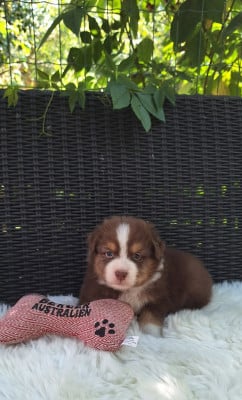 Les chiots de Berger Australien