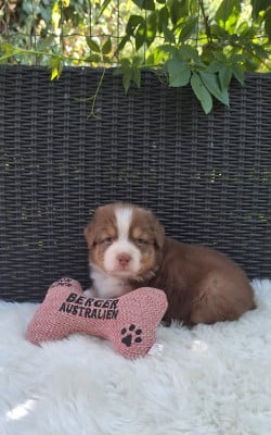 Les chiots de Berger Australien