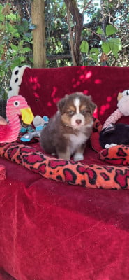 Les chiots de Berger Australien